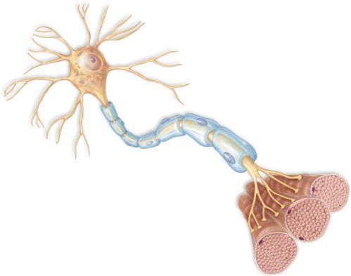 Interneurons Lies entirely within the CNS Receive input from neurons and other interneurons Summarize messages Communicate with motor neurons 3.