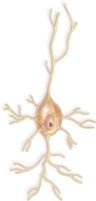 Sensory neuron direction of receptor (in skin) Interneuron 7 8 Motor neuron direction of nucleus of Schwann cell (neuroglial cell) effector
