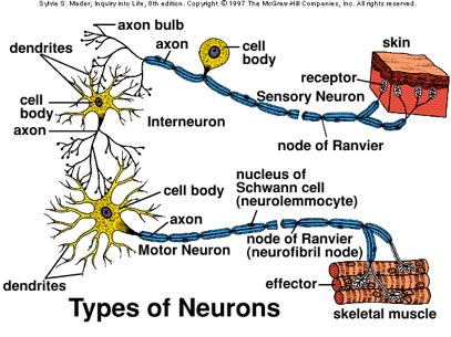Functional Neuron Classification 1) Sensory (Afferent) 1) Somatic