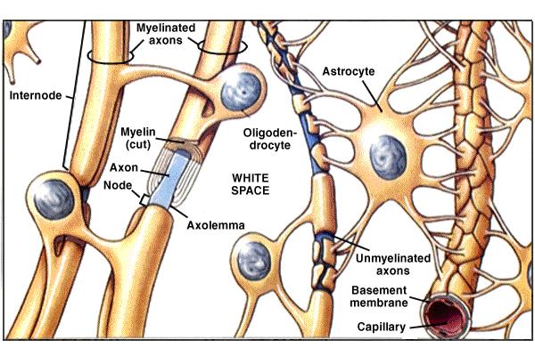 Oligodendrocytes Smaller than astrocyte Cover neurons with myelin in CNS