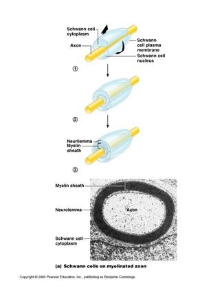 Schwann Cells (in the PNS)