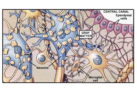 Cellular Organization of Neural Tissue Two cell types: 1. Neurons 1. Excitable cells 2.