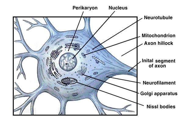 Cell body