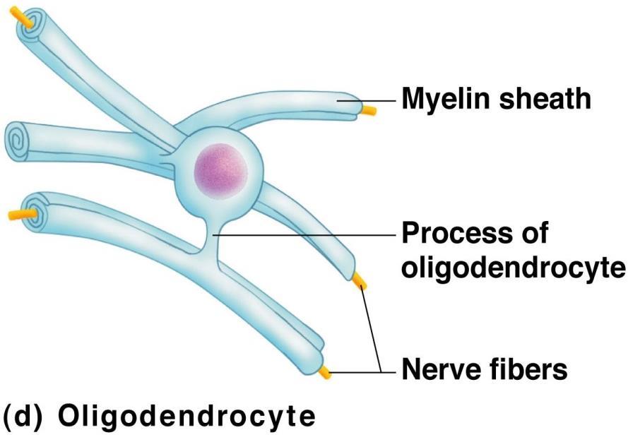 Types of Neuroglia in CNS Oligodendrocytes Wrap around nerve