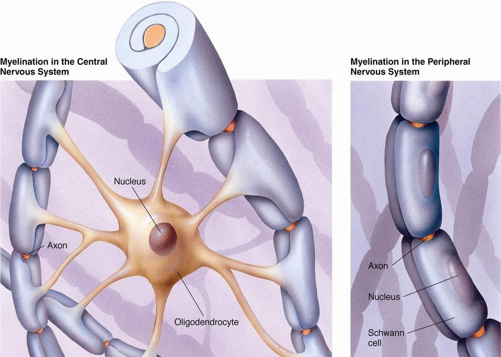 Myelin is a fatty, insulation covering the nerve cells;