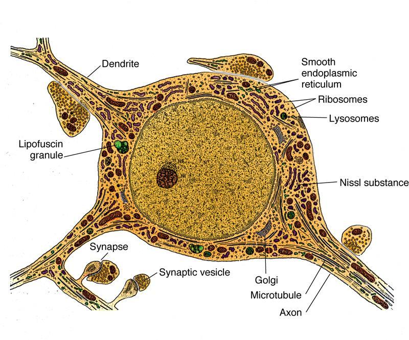 ULTRASTRUCTURE OF NEURON Cytoplasm a. Many mitochondria, most abundant in axon terminal b.