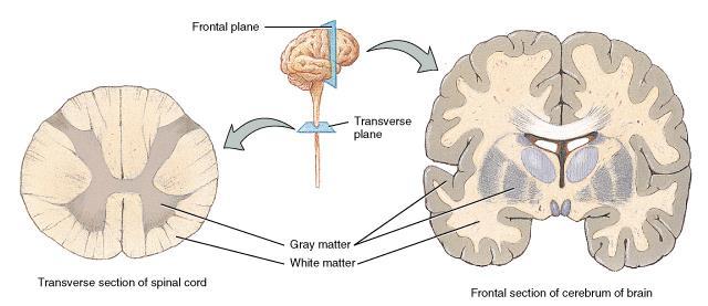 Gray and White Matter White matter = myelinated processes (white in color) Gray matter = nerve