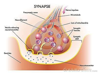 presynaptic neuron Synaptic vesicles contain the