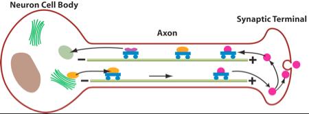 Axonal transport