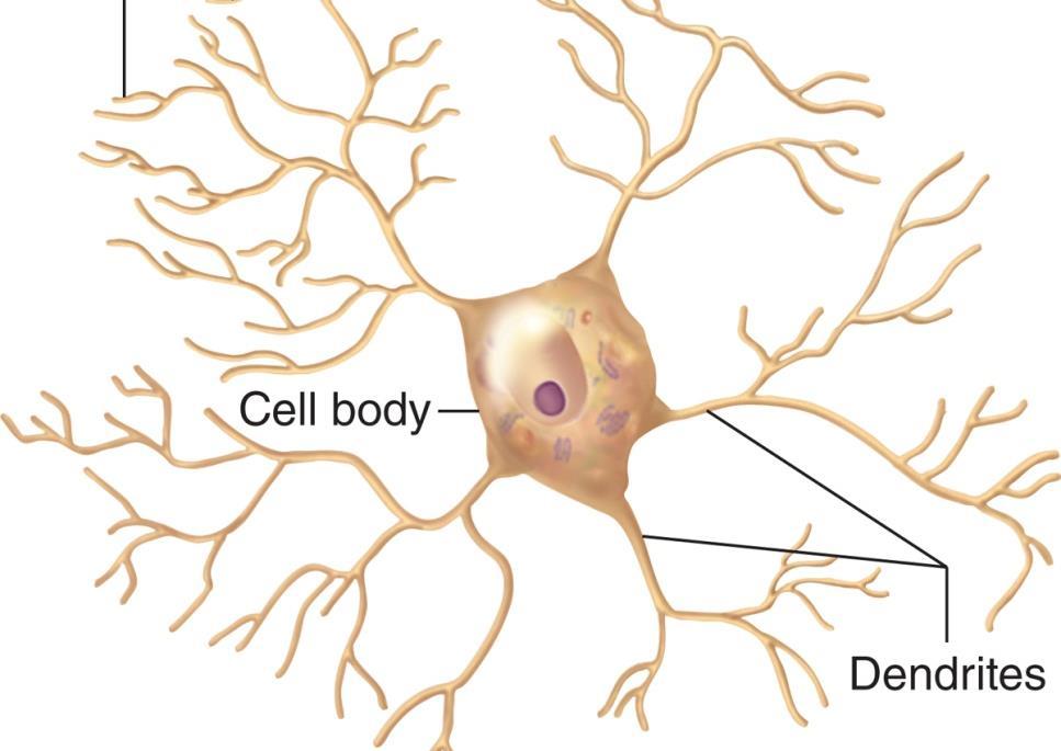 4- Anaxonic neuron: -CNS -Lack