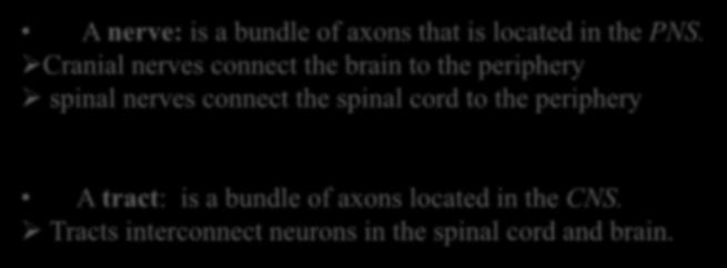 Bundles of Axons A nerve: is a bundle of axons that is located in the