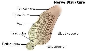 connect the spinal cord to the periphery A tract: is a bundle of axons