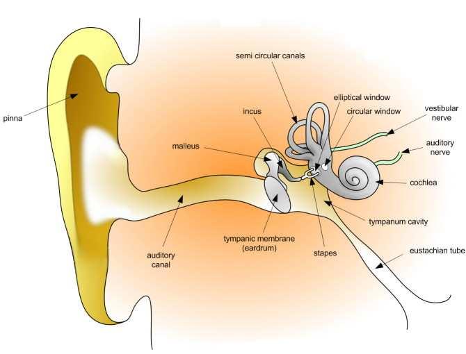 The Structure of the Ear 4 Psychoacoustics is the study of subjective human perception of