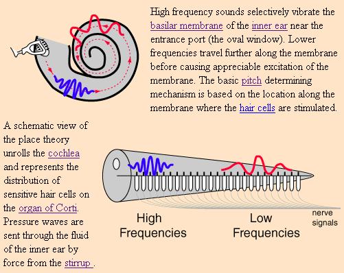 A.3 Inner Ear Senses Sound 7 B. Perception of Loudness 8 1. Discrimination of Loudness. The Phon (Equal loudness) 3. The Sone & Perceived Loudness Over 0,000 hair cells!