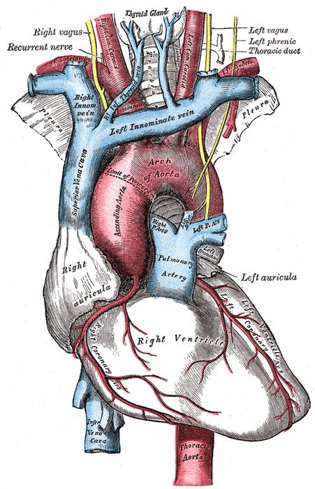 Blood Vessels of the Heart Aorta Ascending Aorta Aortic Arch Descending (Thoracic) Aorta Brachiocephalic (Innominate) Artery Left Common Carotid Artery Left Subclavian Artery Superior Vena Cava
