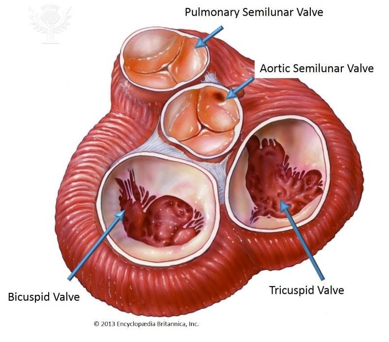 Chordae Tendineae are string like tissues that connect papillary muscles to the leaflets of the valves.