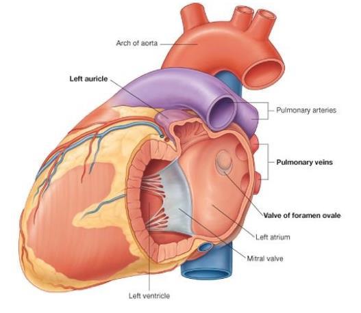 On the left atrium (we look at it from behind because the left atrium is forming the base of