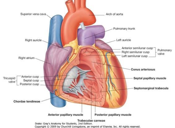 Now if you open the right ventricle you can see that there is a septum that separates the left and the right ventricles, which is the interventricular septum.