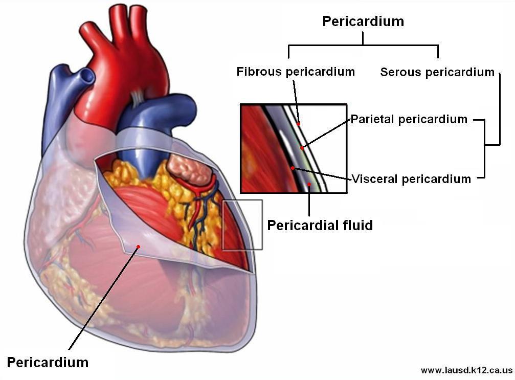 But during fetal life the aorta and pulmonary trunk were one tube, we call them truncus arteriosus.
