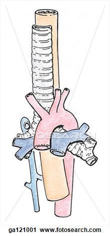 The mediastinal surface of the left lung lies adjacent to (related to) a number of important structures: Heart the relation is to the pericardium of the left ventricle, which occupies the space