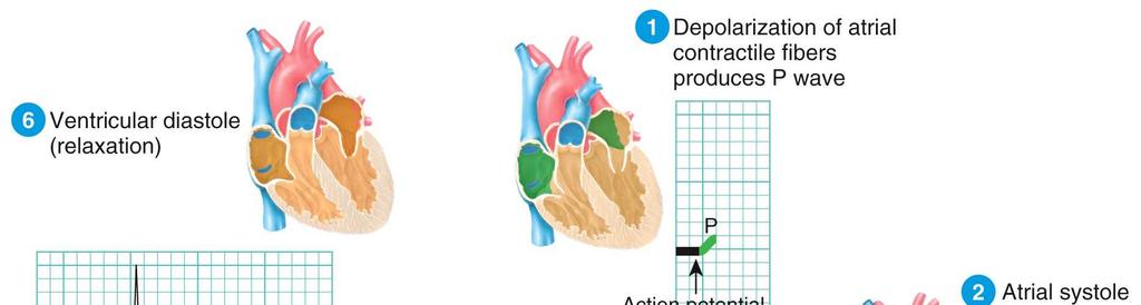 beat Action Potential Propagation Through the Heart
