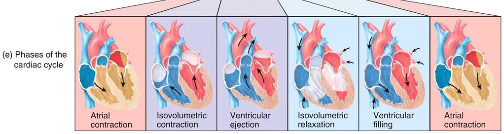 Interactions Animation: Cardiac Output You must be