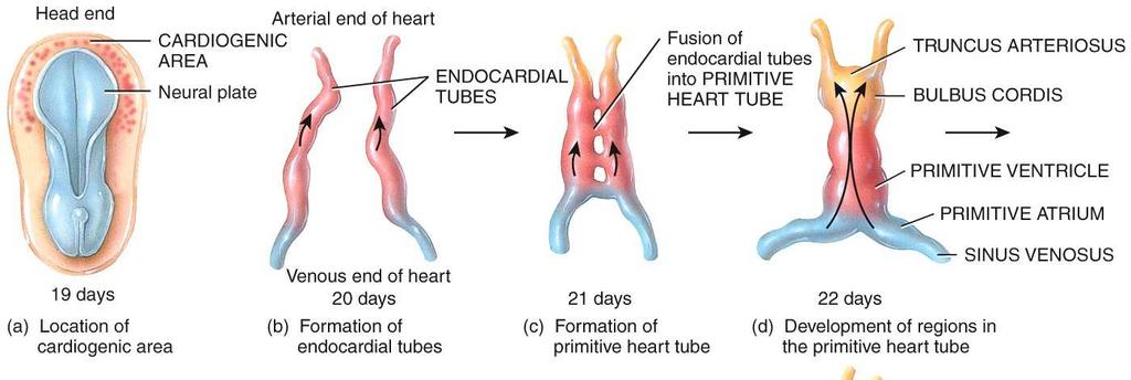 Development of the Heart Development of the