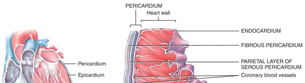 Cardiac Muscle Anatomy Overview: Cardiac