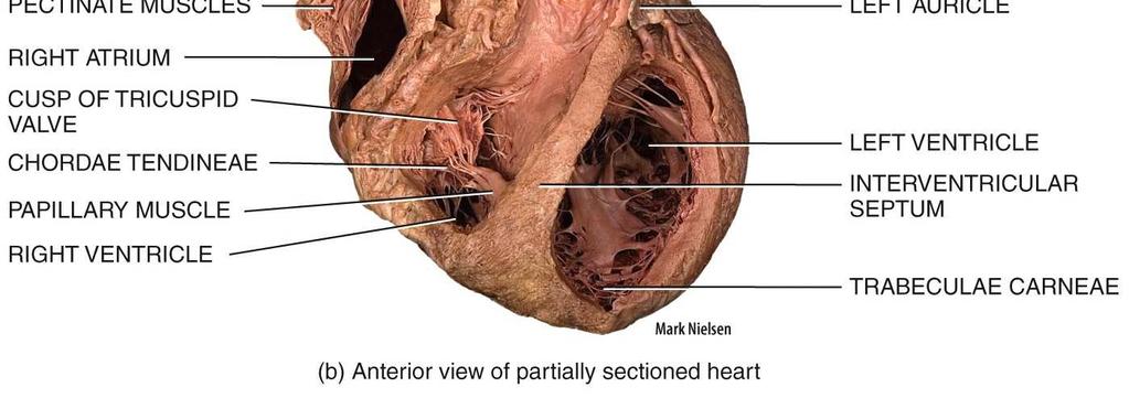 right ventricle receives blood from