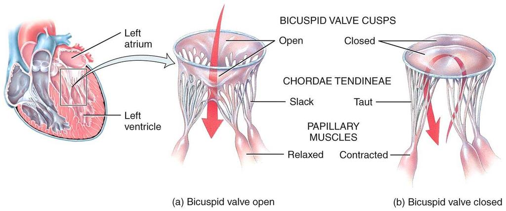 Heart Valves and Circulation of