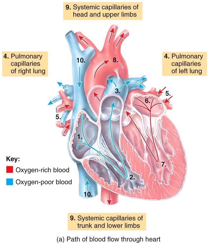 Systemic and Pulmonary Circulations Coronary Circulation Anatomy Overview:
