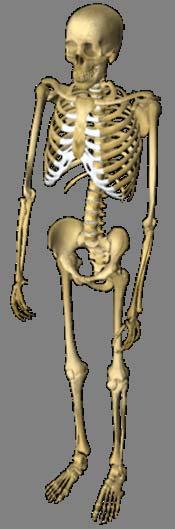 The Skeletal System Gives form to the