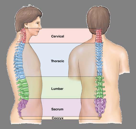The Spinal Column ( 7