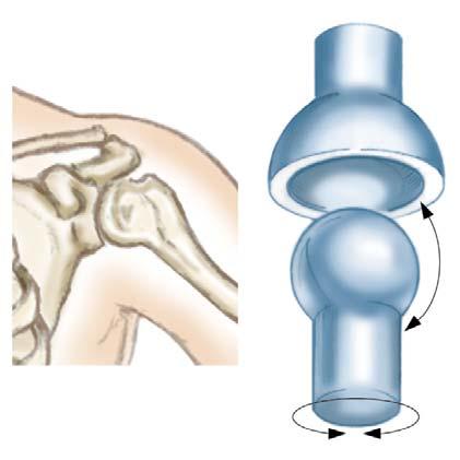 Types of Joints Ball-in-socket Joint Found in the