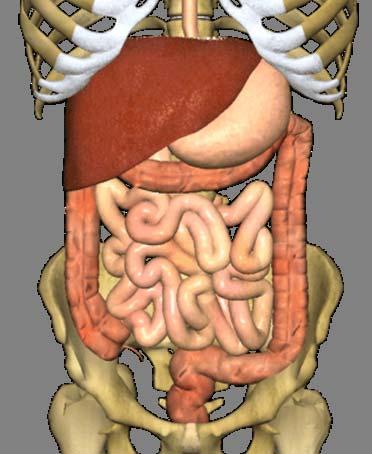 The Abdomen The abdomen is a major body cavity.