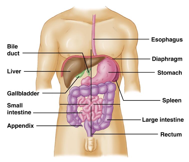 Organs of