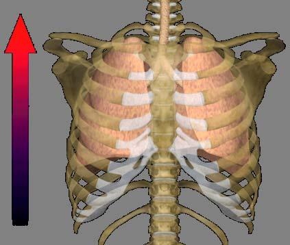 Breathing Process: Exhalation Diaphragm and intercostal muscles relax.
