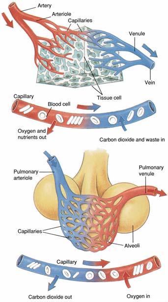 Exchange of Oxygen and Carbon Dioxide Oxygen-rich air is delivered to alveoli with inspiration. Oxygen diffuses into the blood.