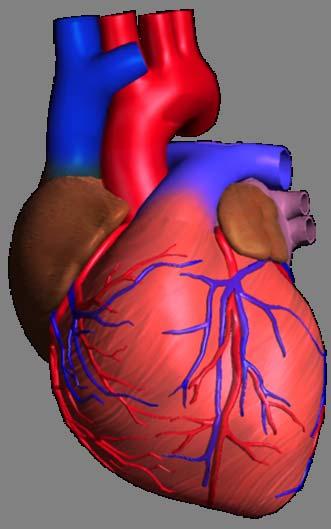Right side of the heart pumps deoxygenated blood to