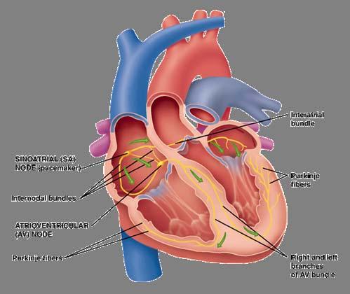 Electrical Conduction System Sinoatrial (SA) Node Known as a pacemaker Generates contractions 60 to 100