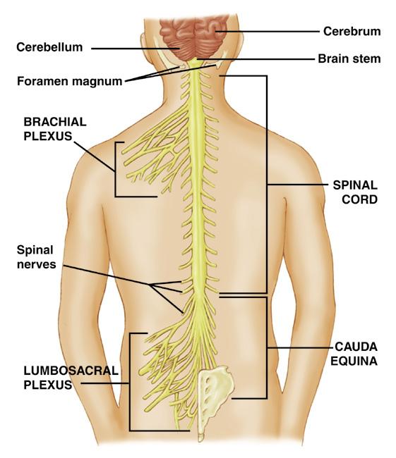 Peripheral Nervous System Links the organs of the body to the central nervous system.