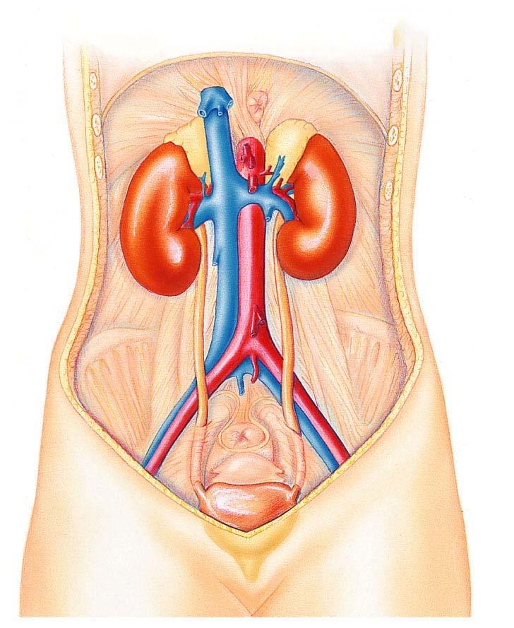 Anatomy of the Genitourinary System Kidney Adrenal Gland