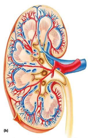 Anatomy of the Genitourinary System Kidneys located in the posterior