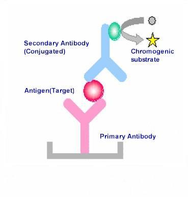 Principle of the test Many hcg immunoassays are based on the sandwich principle, which uses antibodies to hcg labeled with an enzyme, while pregnancy urine dipstick tests are based on the lateral