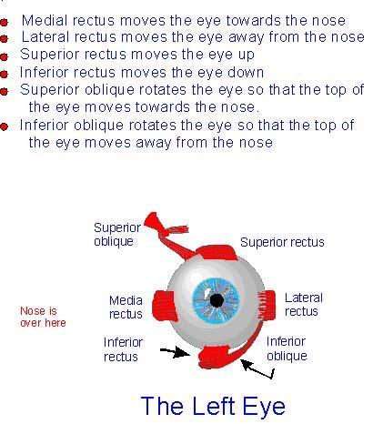 (Oculomotor Nerve) Superior Oblique Inferior rectus