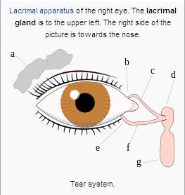 a. Lacrimal gland b. Superior lacrimal punctum c. Superior lacrimal canal d.