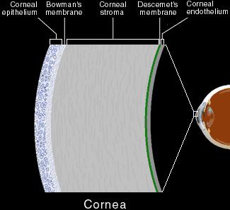 surface Cornea: 11-12mm wide, 10mm high, 550µm thick 2/3 rd of refractive power of the eye Five layers: