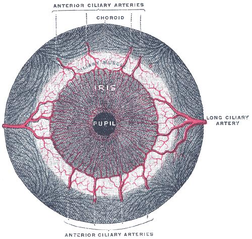Sphincter muscle Circular muscle fibers Constricts the pupil In bright light or with accommodation Ciliary body is also a sphincter muscle As the ciliary body tenses, the