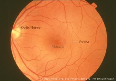 from the eye Cones: Detect color and small details Cluster in the fovea,