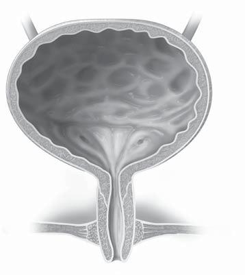 bladder neck detrusor muscle external urethral orifice external urethral orifice external